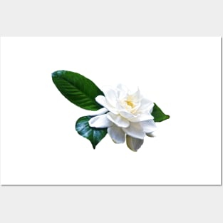 Wonderful White Gardenia Posters and Art